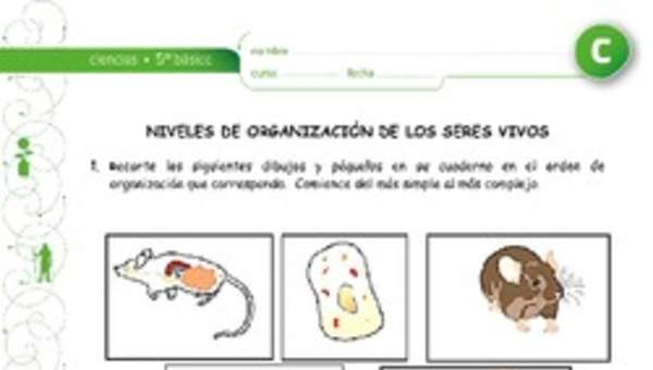 Niveles de organización de los seres vivos