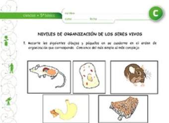 Niveles de organización de los seres vivos