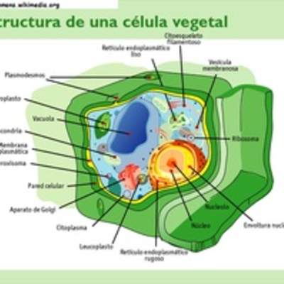 Célula vegetal rotulada