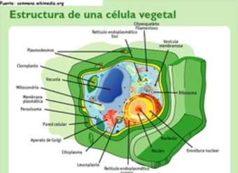 Célula vegetal rotulada