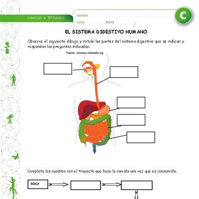 El sistema digestivo