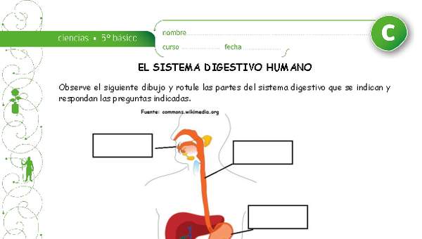El sistema digestivo - Curriculum Nacional. MINEDUC. Chile.
