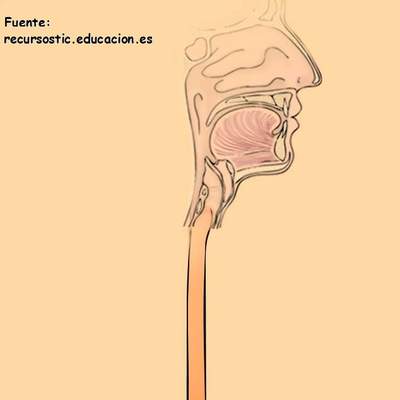 Aparato digestivo humano