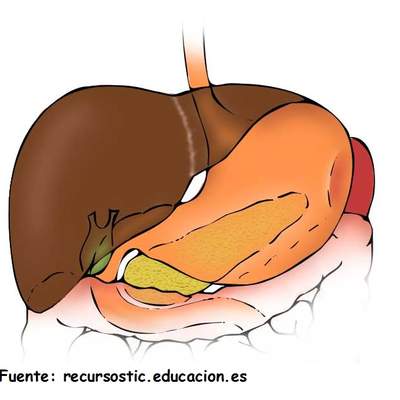 Estómago, higado y pancreas