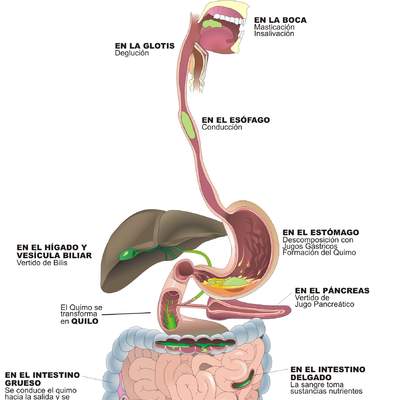 Función organos digestivo
