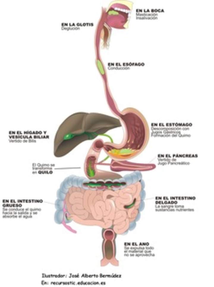 Función organos digestivo