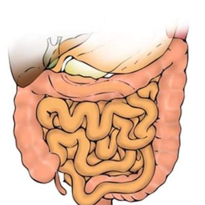 Intestinos humanos