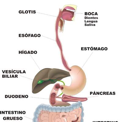 Organos digestivo rotulado