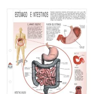 Estómago e intestinos