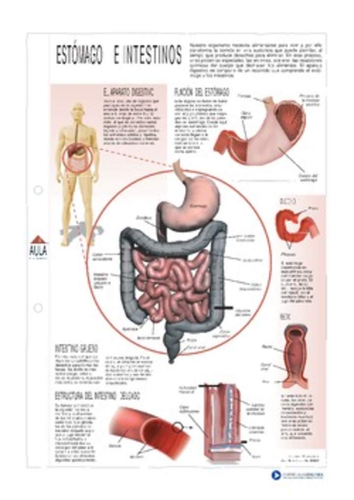 Estómago e intestinos