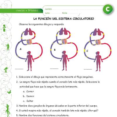 Función del sistema circulatorio