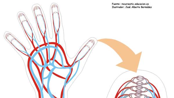 Capilares de la mano