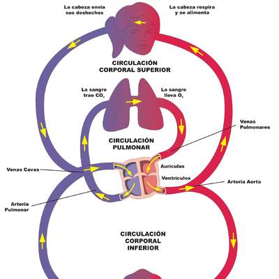 Circulación doble