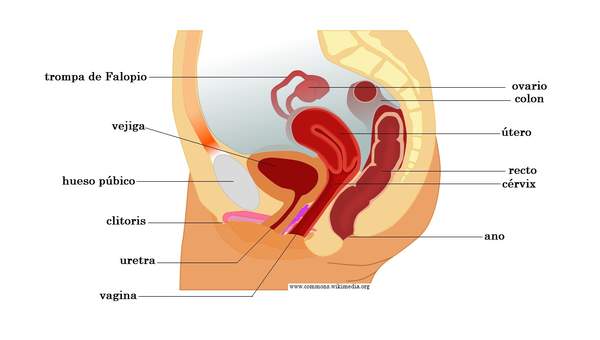 Aparato reproductor femenino vista lateral - Curriculum Nacional. MINEDUC.  Chile.