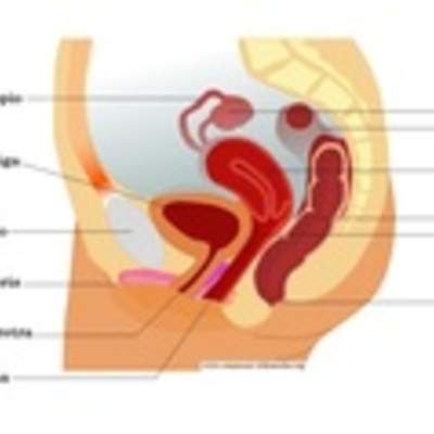 Aparato reproductor femenino vista lateral