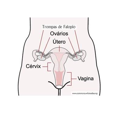 Sistema reproductor femenino rotulado