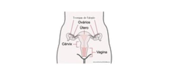 Sistema reproductor femenino rotulado