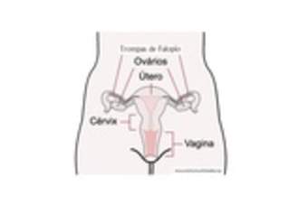 Sistema reproductor femenino rotulado