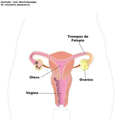 Aparato reproductor femenino frontal