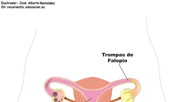 Aparato reproductor femenino frontal