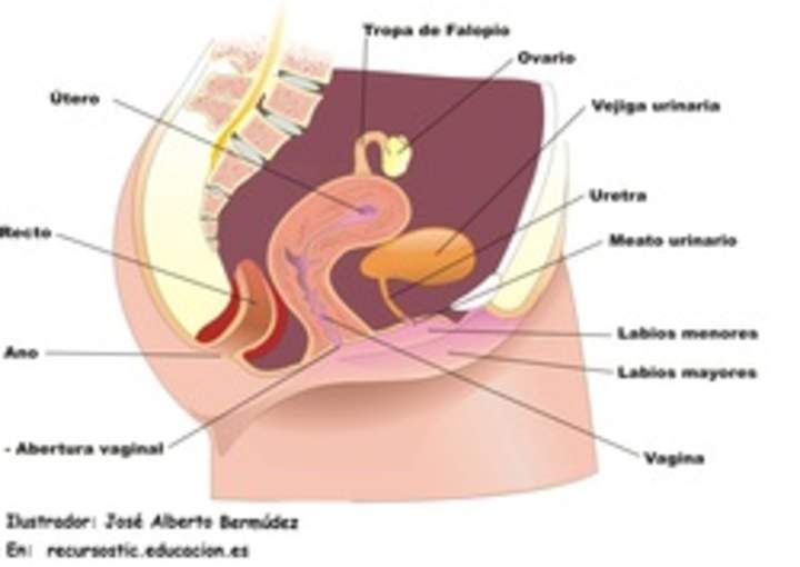 Aparato reproductor femenino lateral