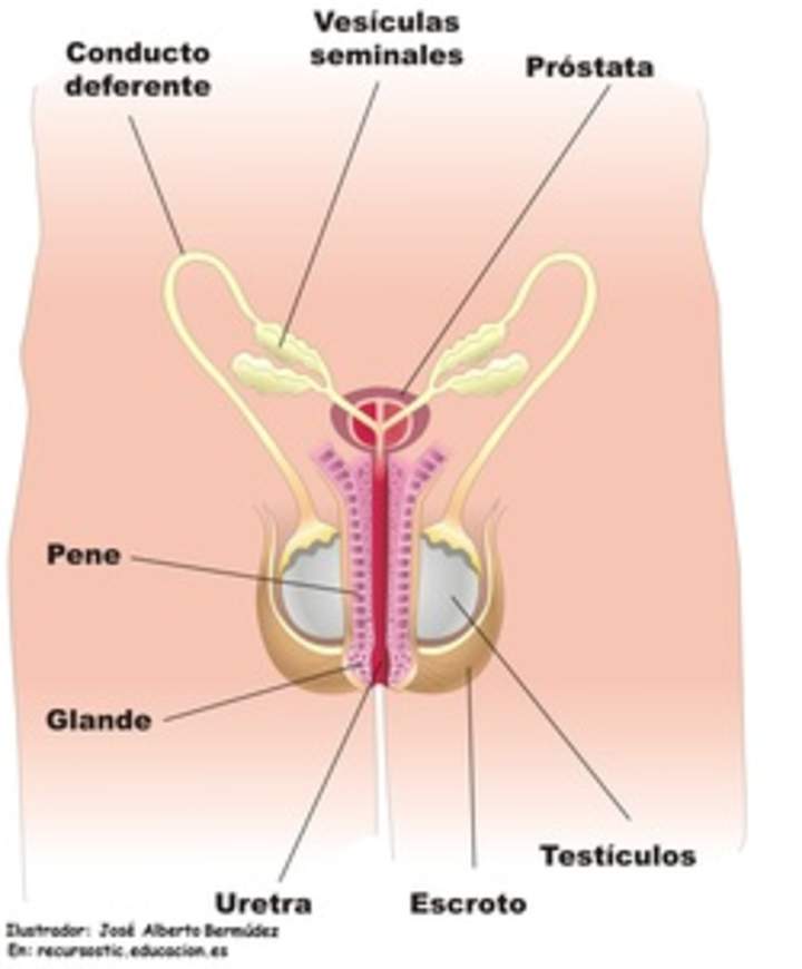 Aparato reproductor masculino frontal