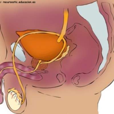 Aparato reproductor masculino lateral