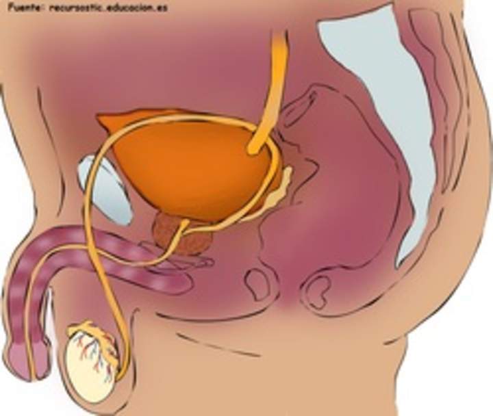 Aparato reproductor masculino lateral