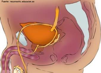 Aparato reproductor masculino lateral