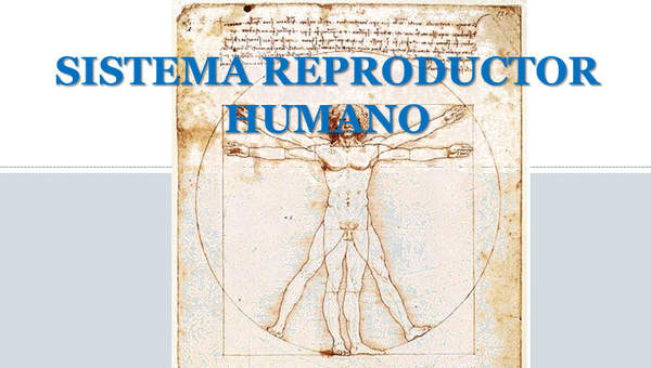 Aparato reproductor humano