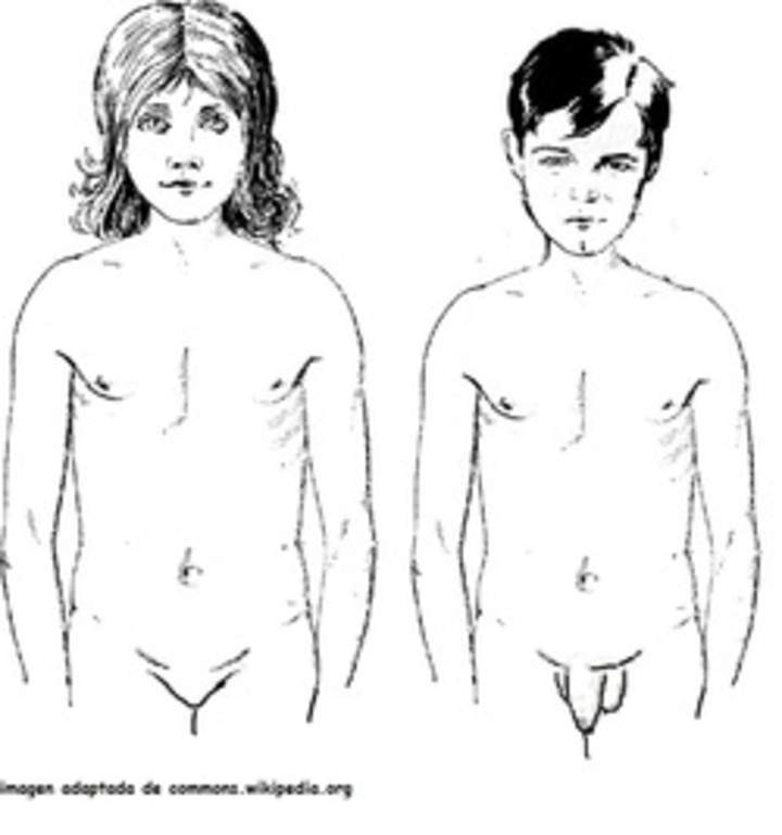 Cuerpo de niños púberes