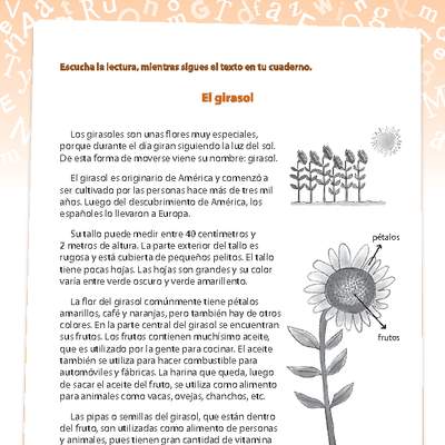 Partes de la planta; girasol; rotular. - Curriculum Nacional. MINEDUC.  Chile.