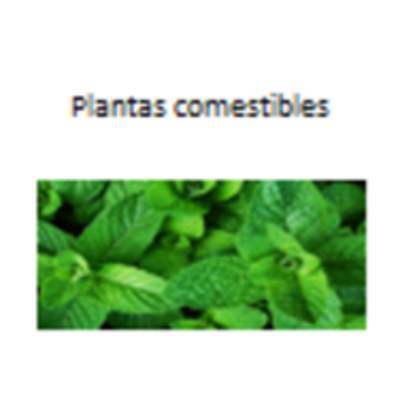 Plantas comestibles