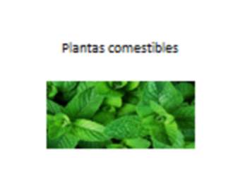 Plantas comestibles