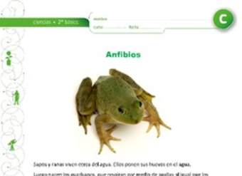 Ciclo de vida de los sapos y ranas