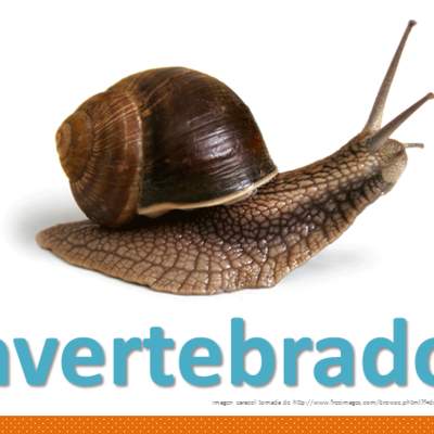 Invertebrados