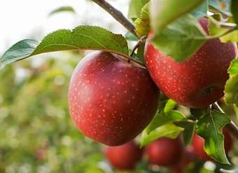 Video: Determinar madurez de la fruta