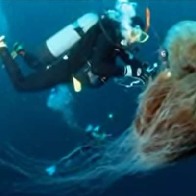 Video: Las Medusas en Chile