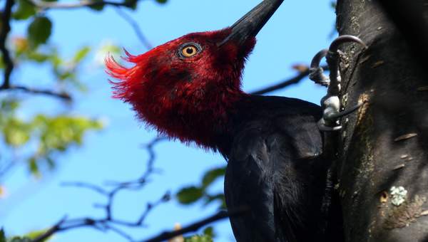 Pájaro carpintero - https://pixabay.com/