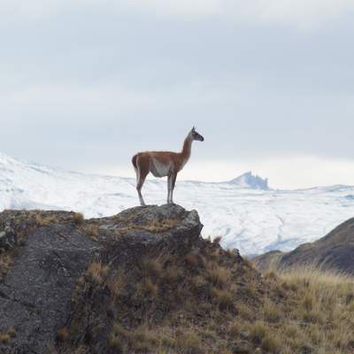 Vicuña - https://pixabay.com/