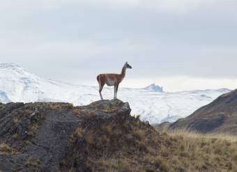 Vicuña - https://pixabay.com/