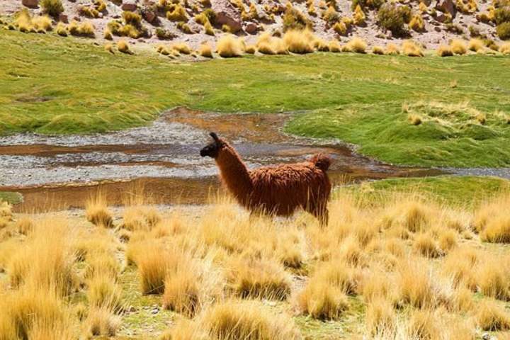 Llama - https://pixabay.com/