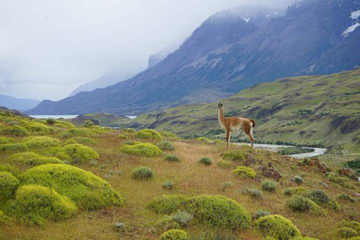 Llama en parque - https://pixabay.com/