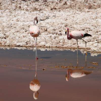 Par de flamencos - https://pixabay.com/