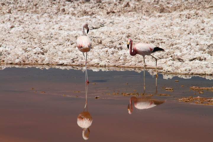 Par de flamencos - https://pixabay.com/