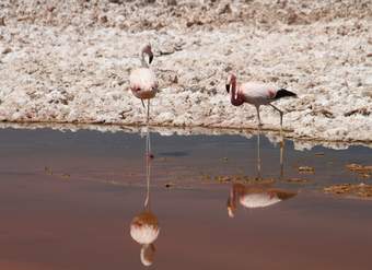 Par de flamencos - https://pixabay.com/