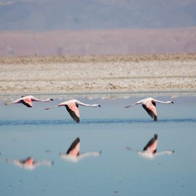 Flamencos  https://pixabay.com/