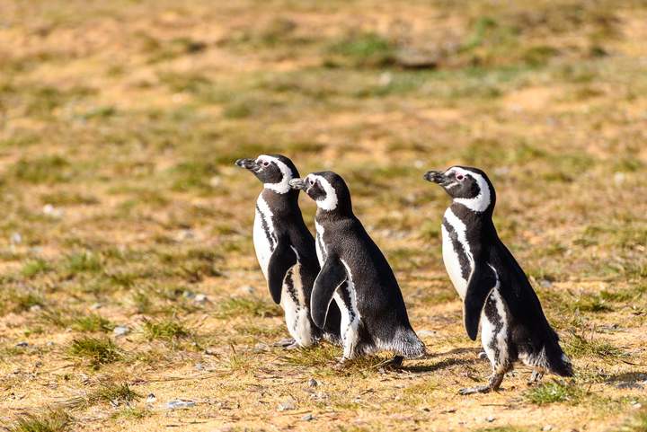 pingüinos - https://pixabay.com/