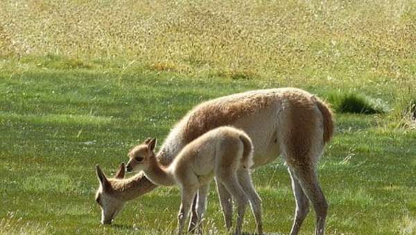 Vicuñas - https://pixabay.com/