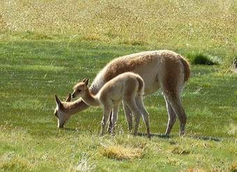 Vicuñas - https://pixabay.com/